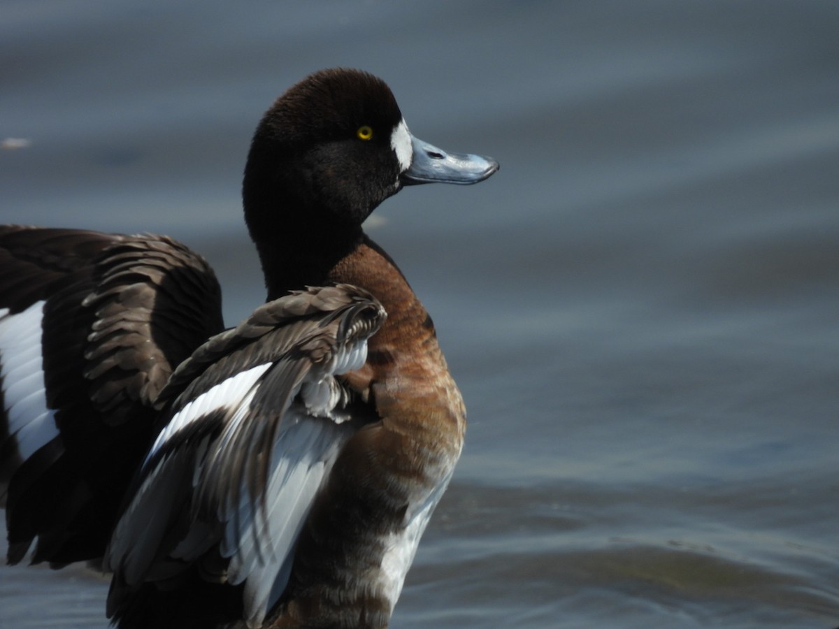 Greater Scaup - ML616660513