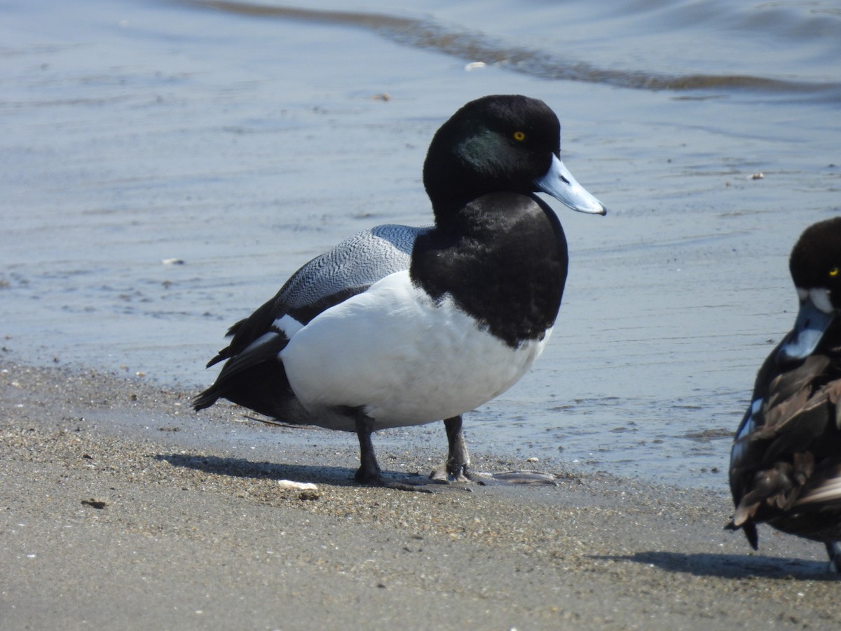 Greater Scaup - ML616660514