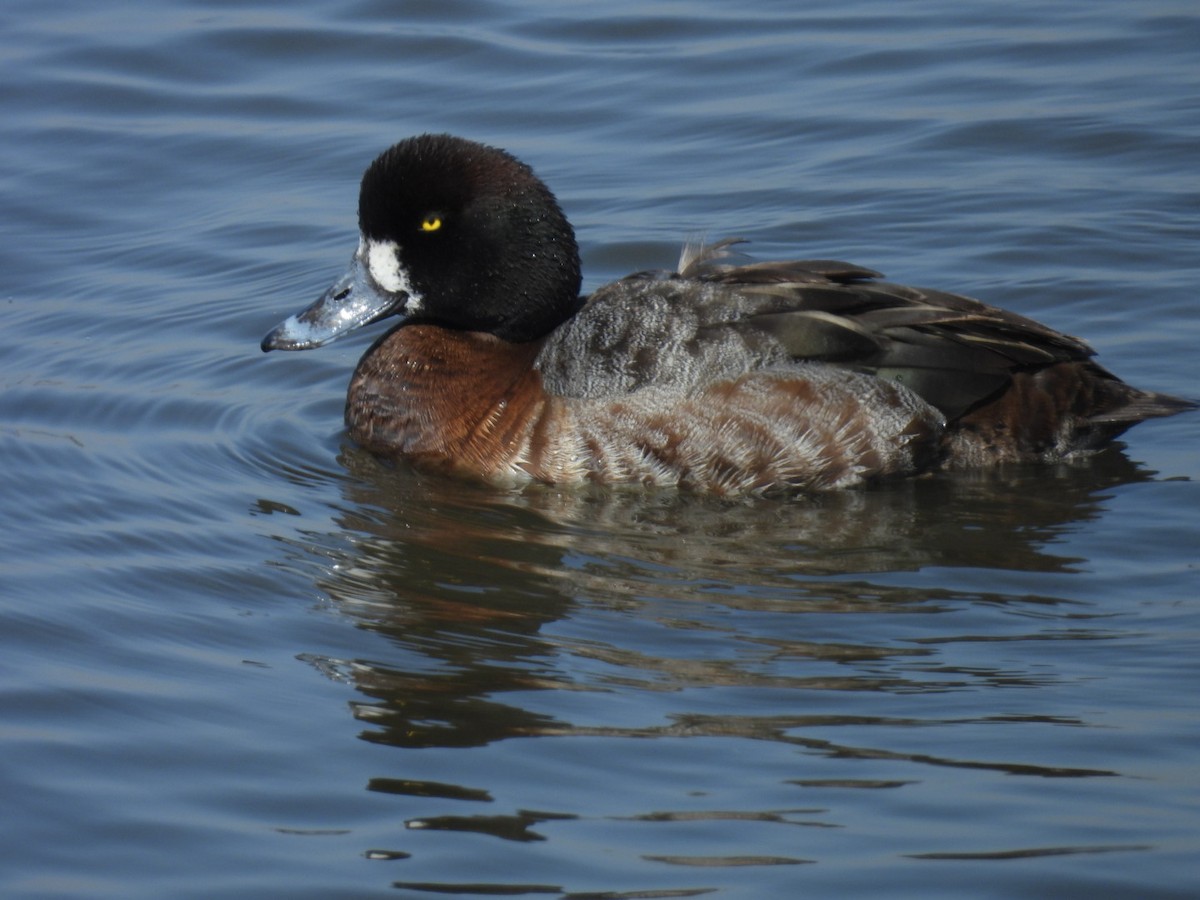 Greater Scaup - ML616660515