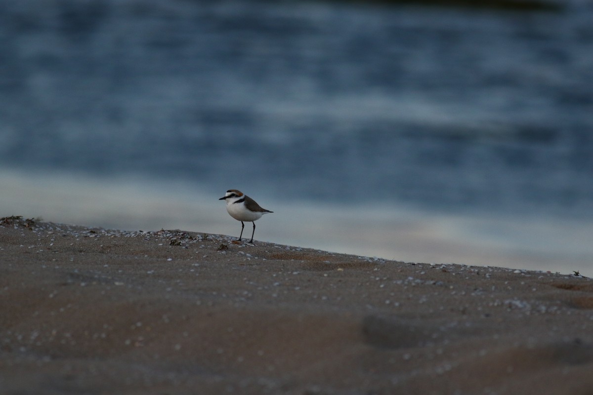 Kentish Plover - ML616660533