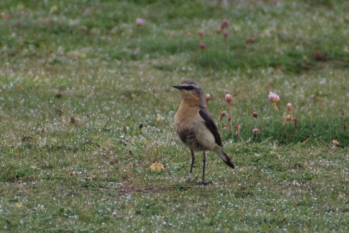 Northern Wheatear - ML616660539