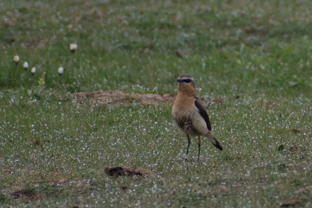 Northern Wheatear - ML616660540