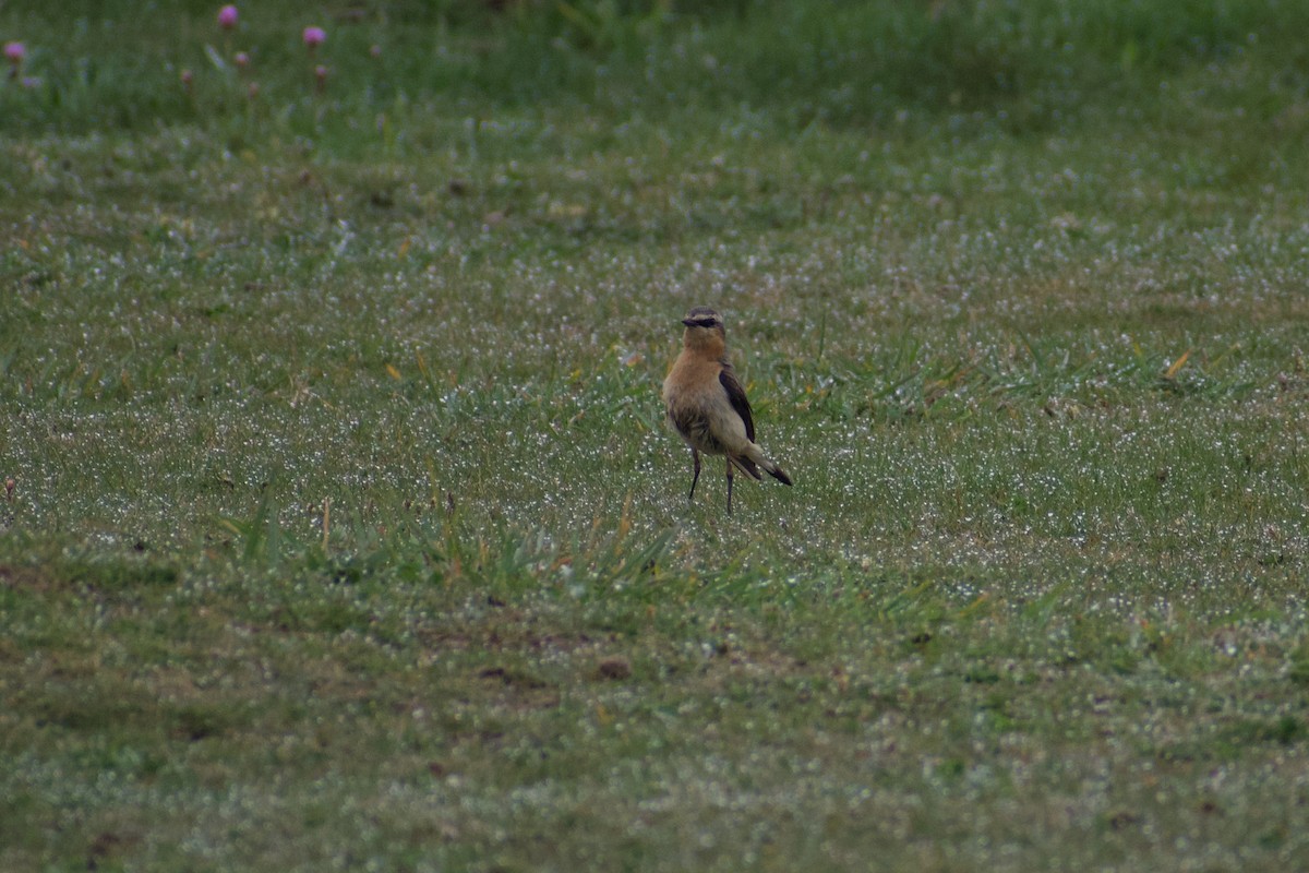 Northern Wheatear - Lance Rathbone