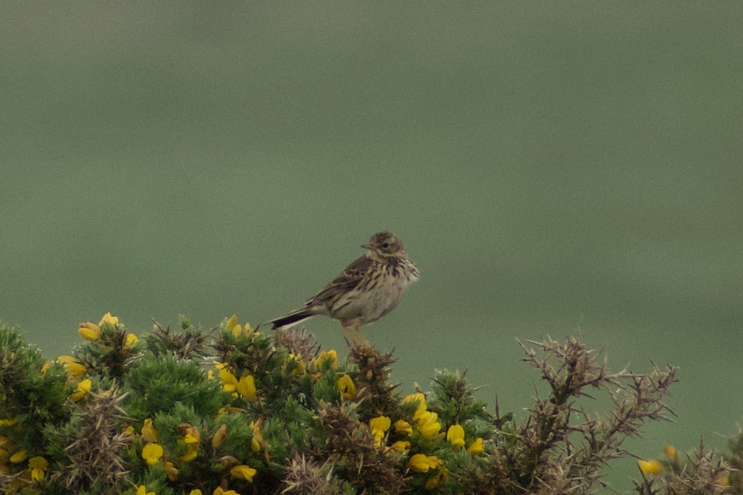 Meadow Pipit - Lance Rathbone