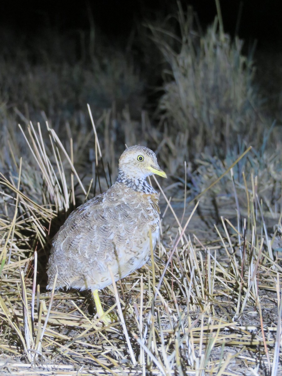 Plains-wanderer - Jesse Golden