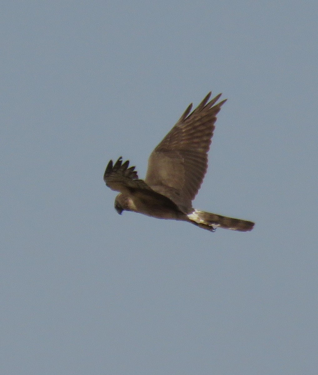 Pallid Harrier - ML616660599