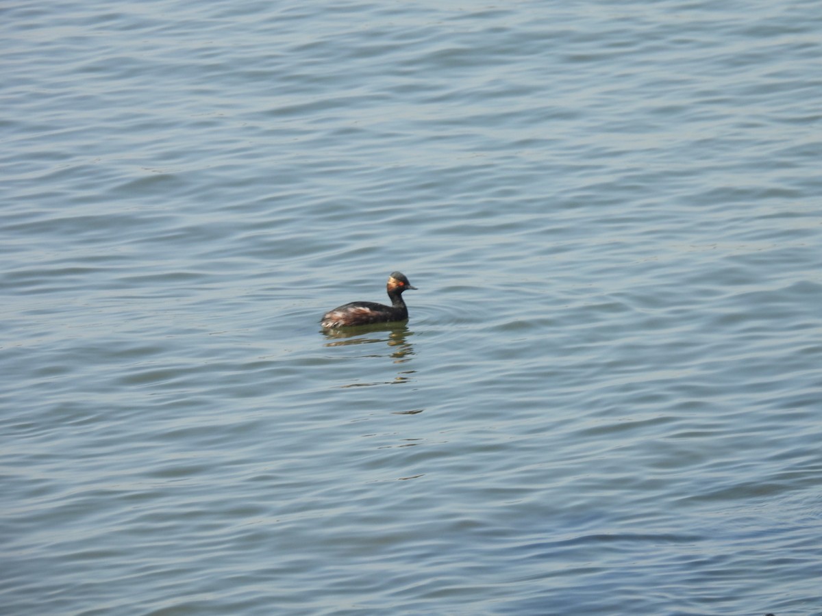 Eared Grebe - ML616660605