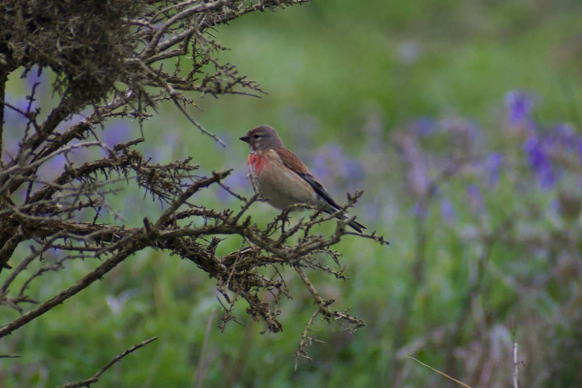 Eurasian Linnet - ML616660607