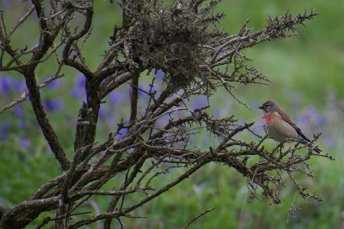 Eurasian Linnet - ML616660608