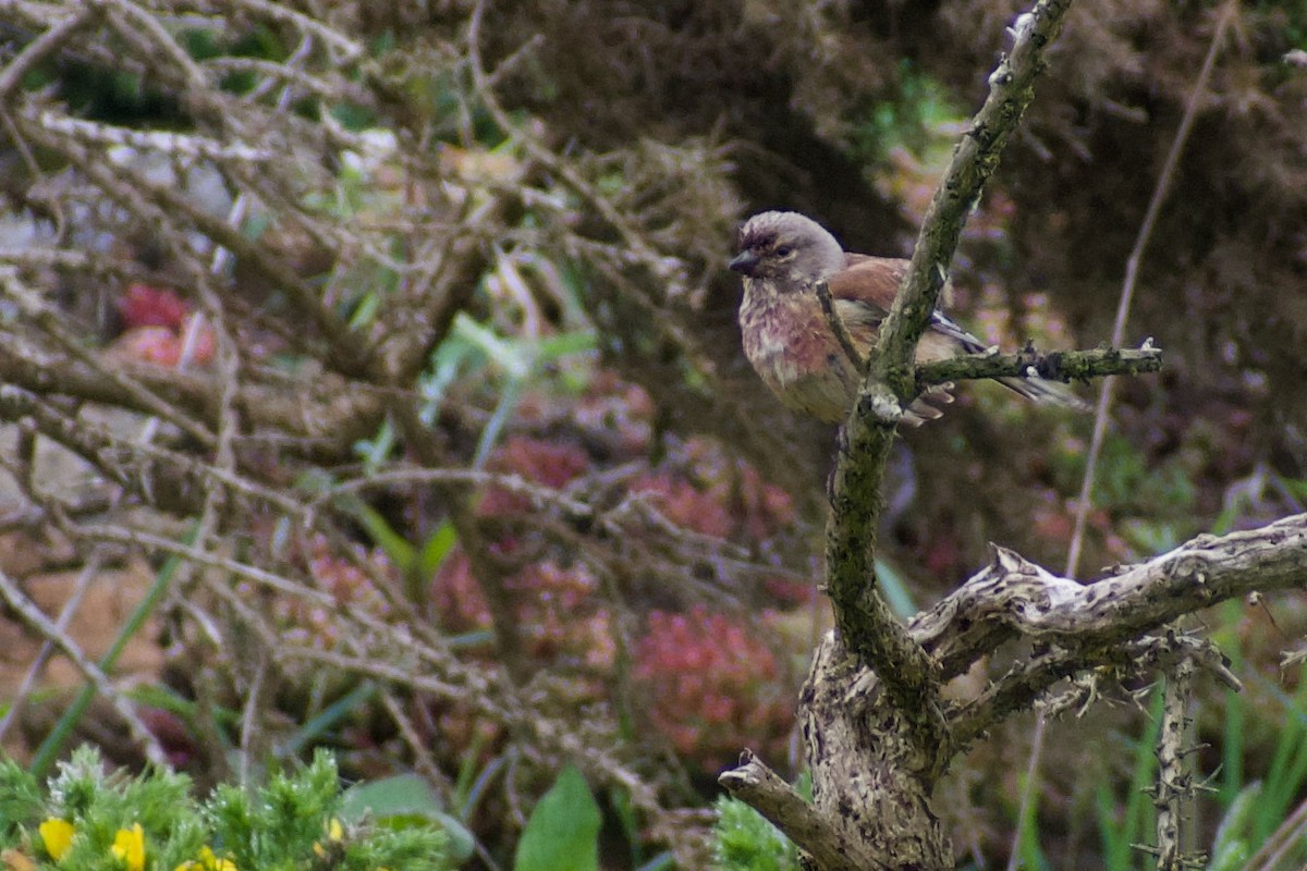 Eurasian Linnet - ML616660609