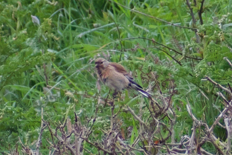 Eurasian Linnet - ML616660610