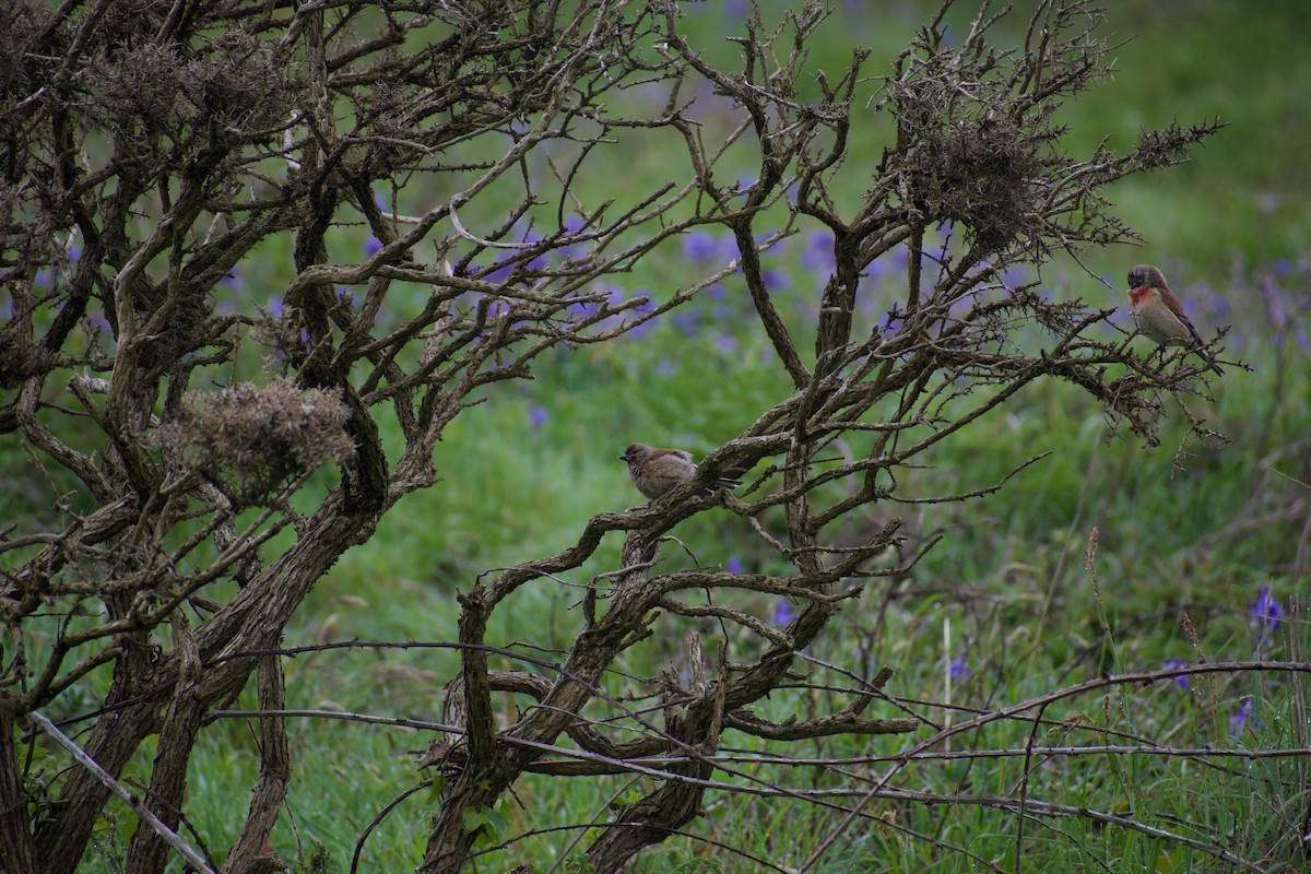 Eurasian Linnet - ML616660612