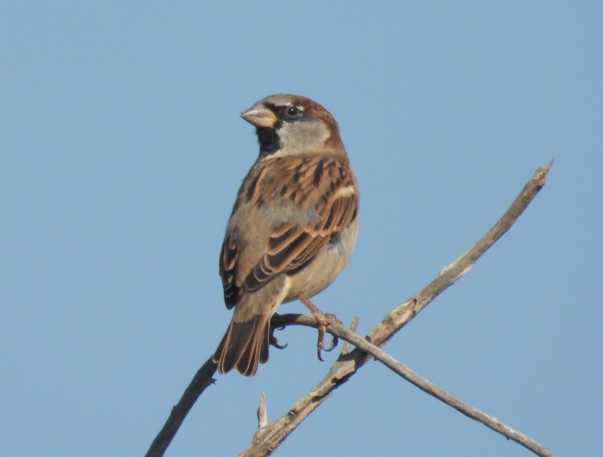 House Sparrow - ML616660614