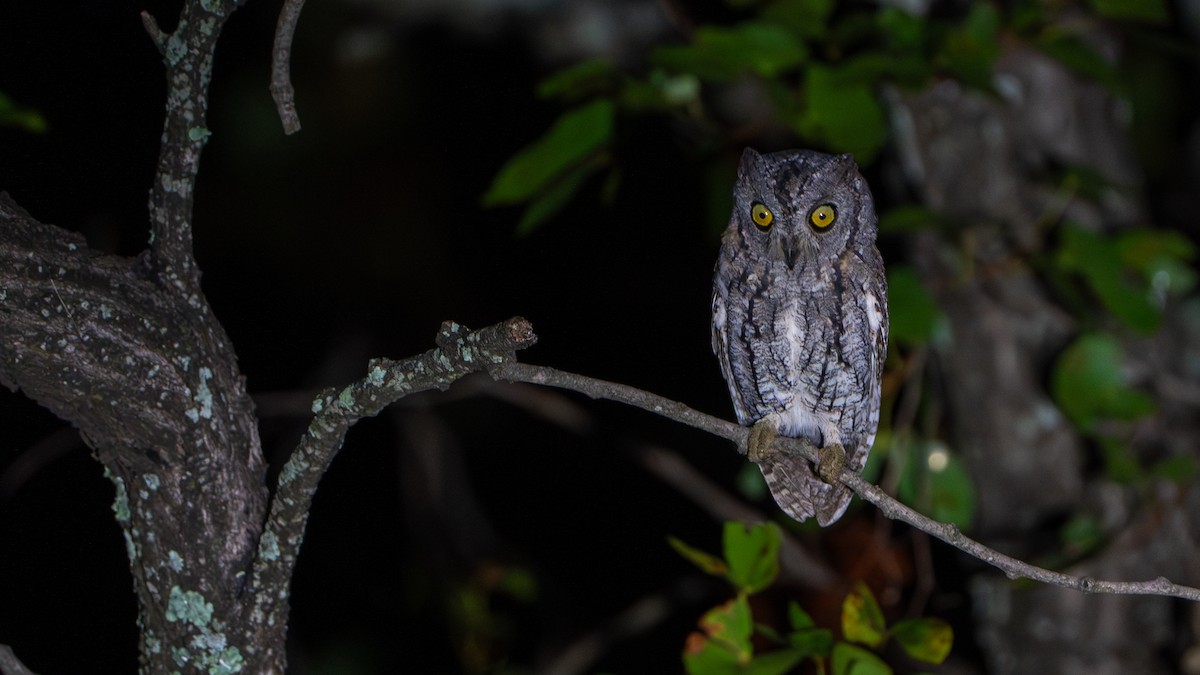 African Scops-Owl (African) - ML616660642