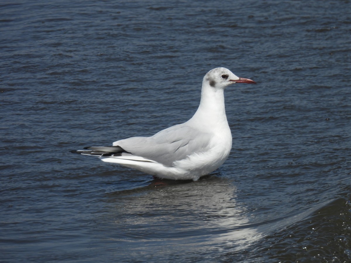 Black-headed Gull - ML616660643