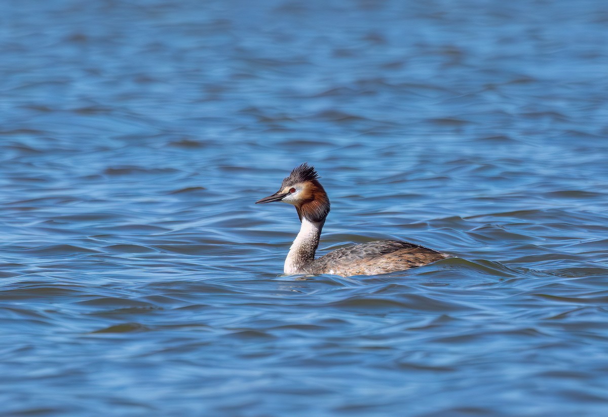 Great Crested Grebe - Cyryl Boryczko