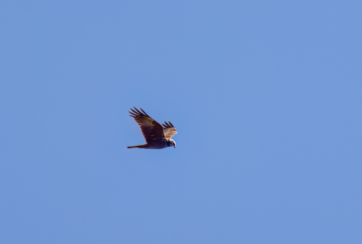 Western Marsh Harrier - Cyryl Boryczko