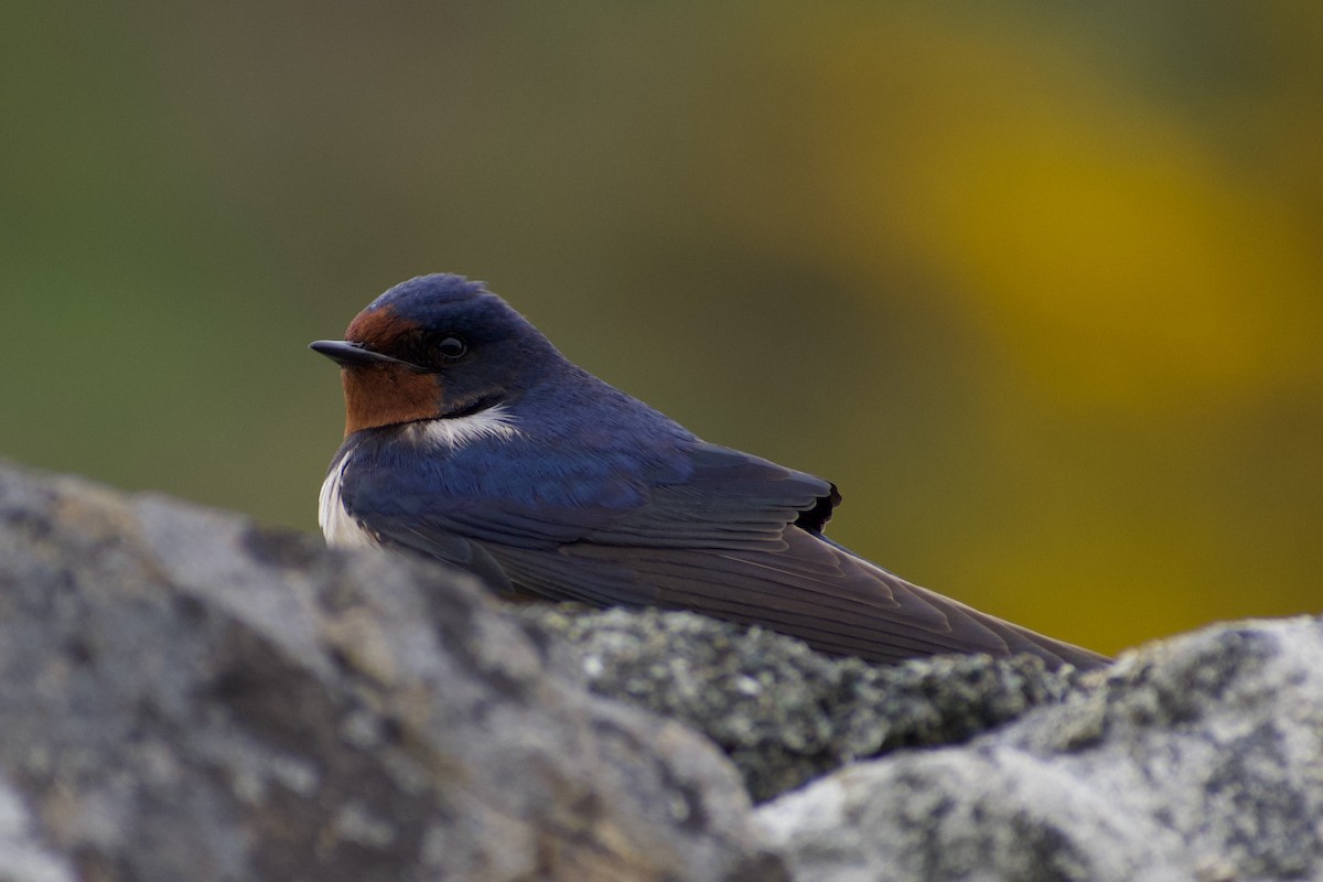 Barn Swallow - ML616660664