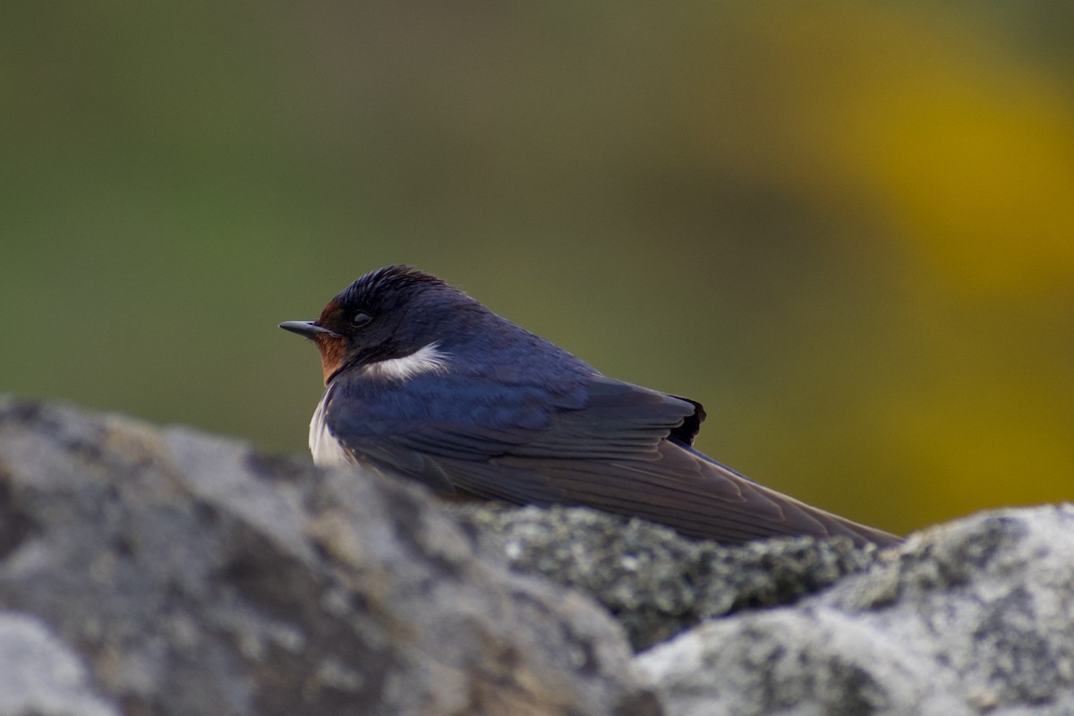 Barn Swallow - ML616660665