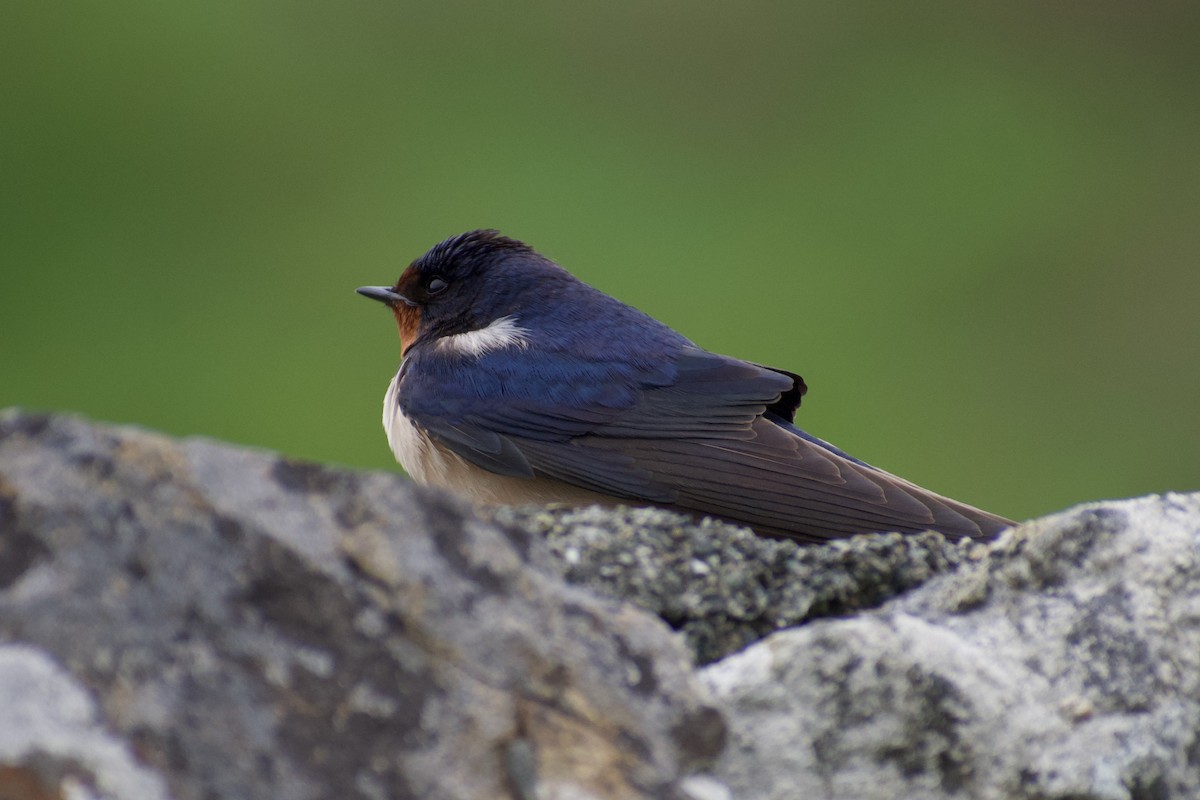 Barn Swallow - ML616660666