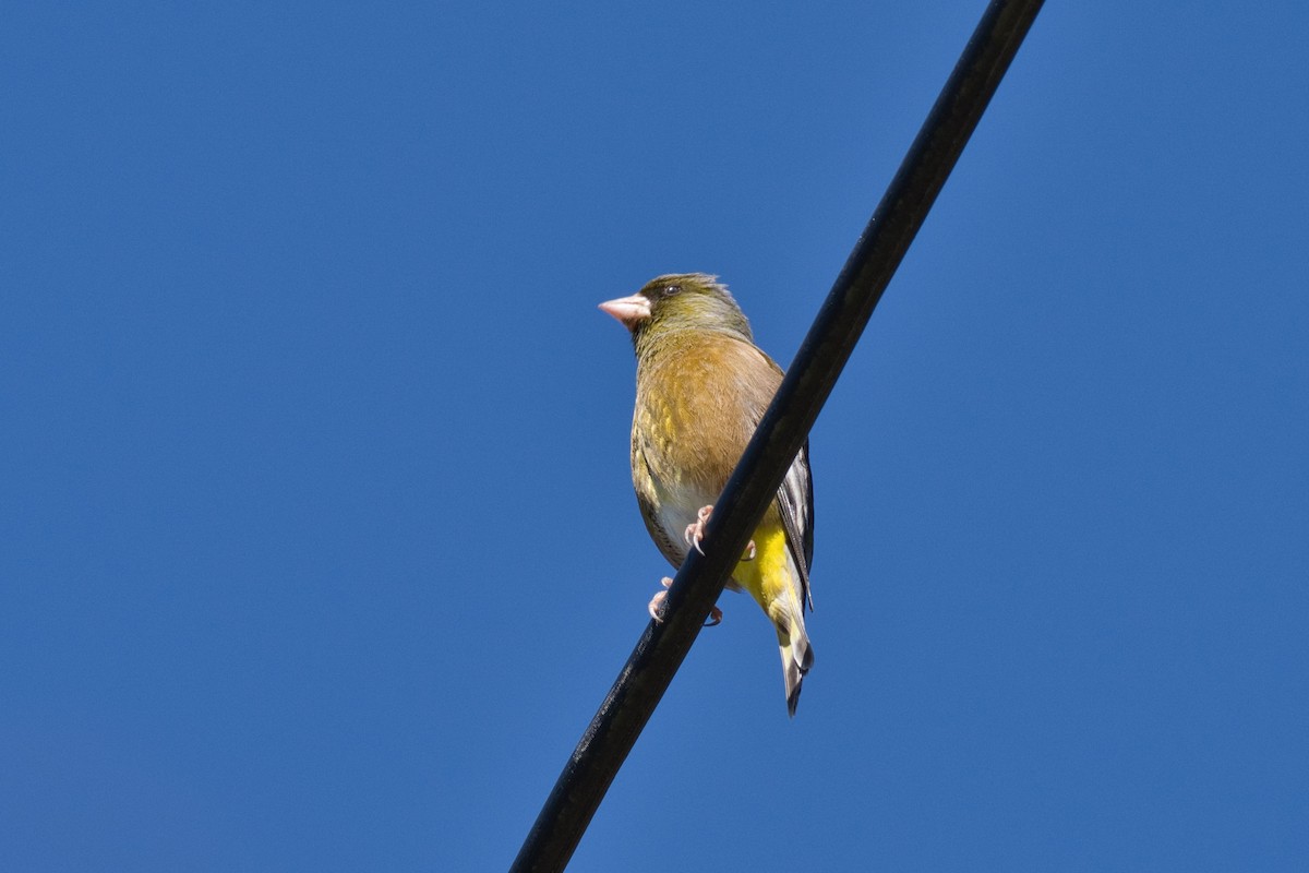 Oriental Greenfinch - ML616660669