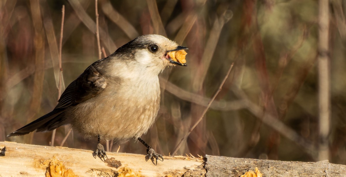 Canada Jay - Tara Plum