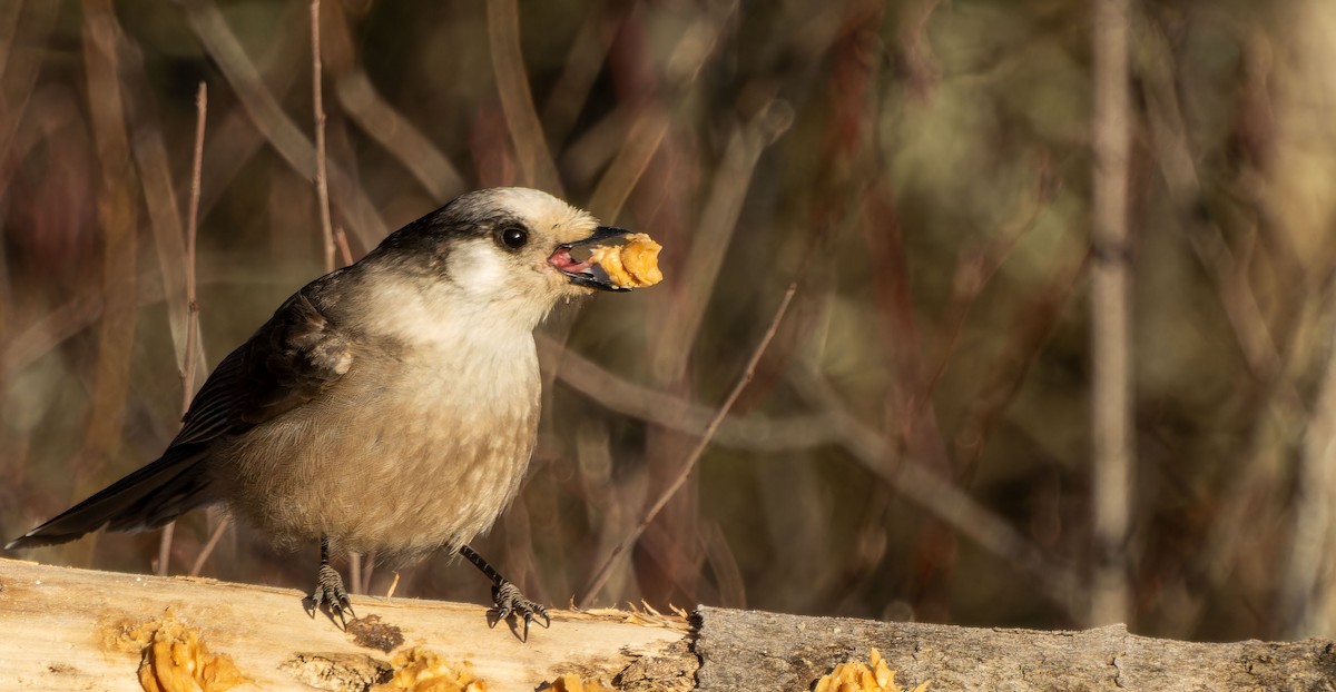 Canada Jay - Tara Plum