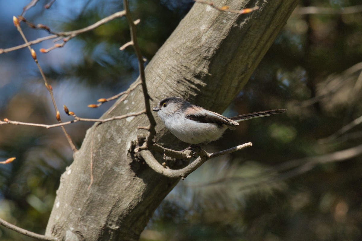 Long-tailed Tit - ML616660685