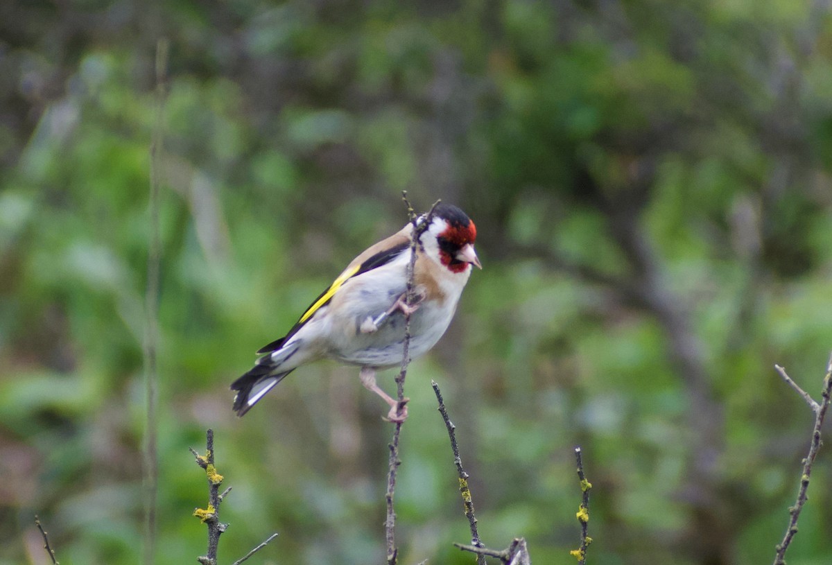 European Goldfinch - ML616660689