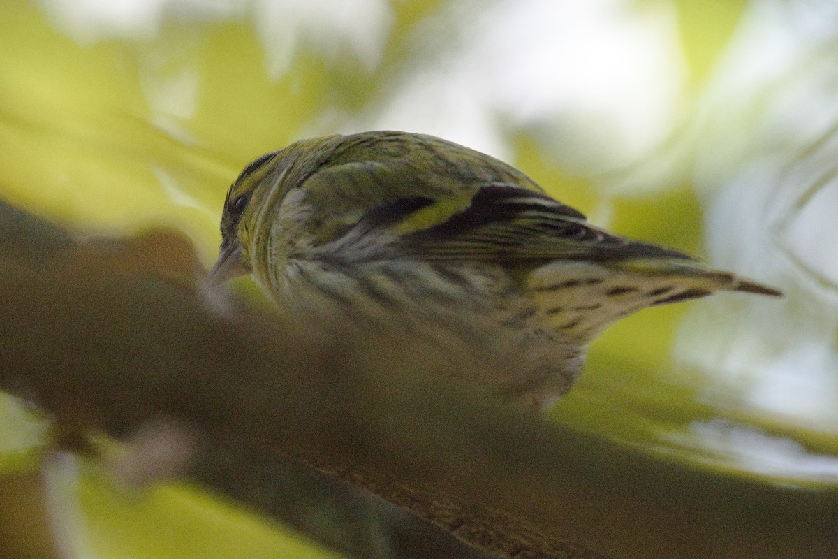 Eurasian Siskin - Anonymous