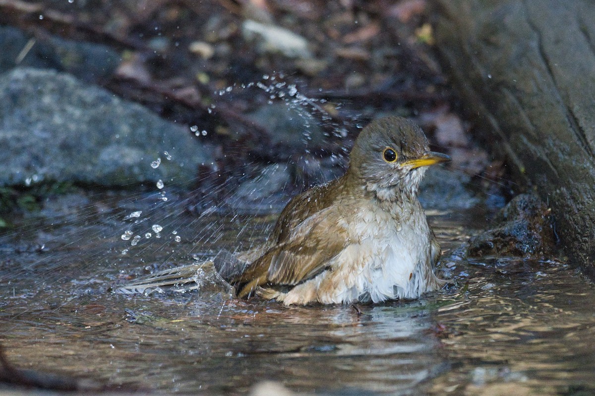 Pale Thrush - ML616660699