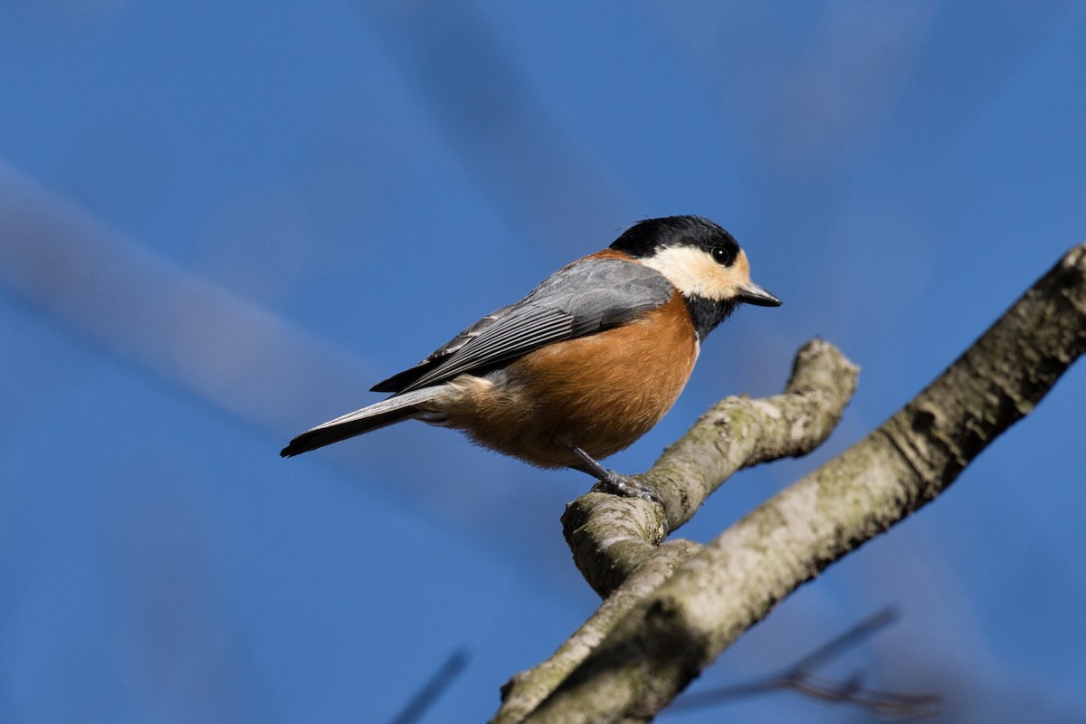 Varied Tit - Anonymous