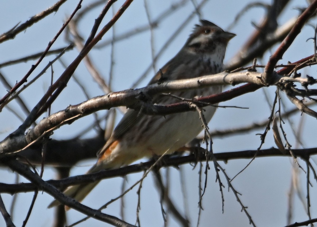 Yellowhammer x Pine Bunting (hybrid) - ML616660713