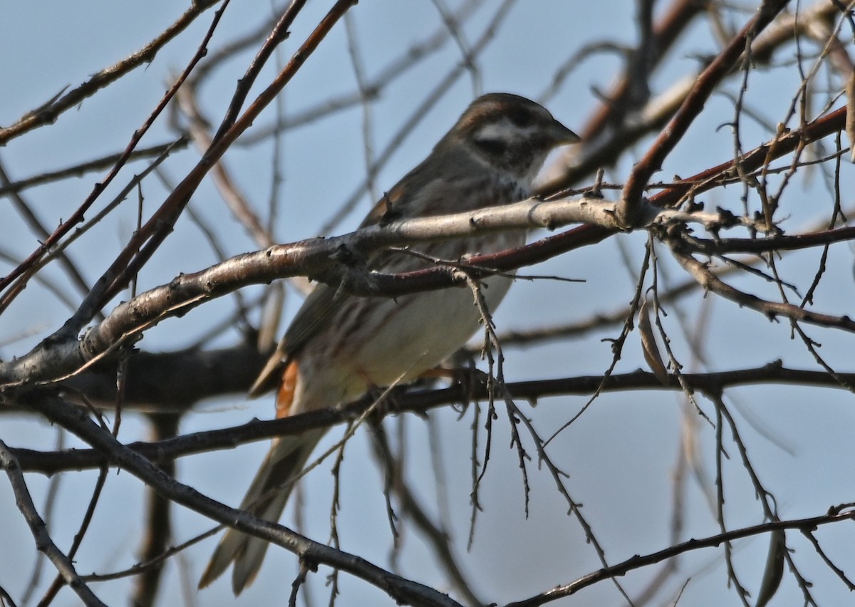 Yellowhammer x Pine Bunting (hybrid) - ML616660714