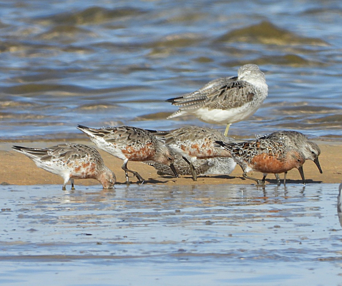 Red Knot - ML616660738