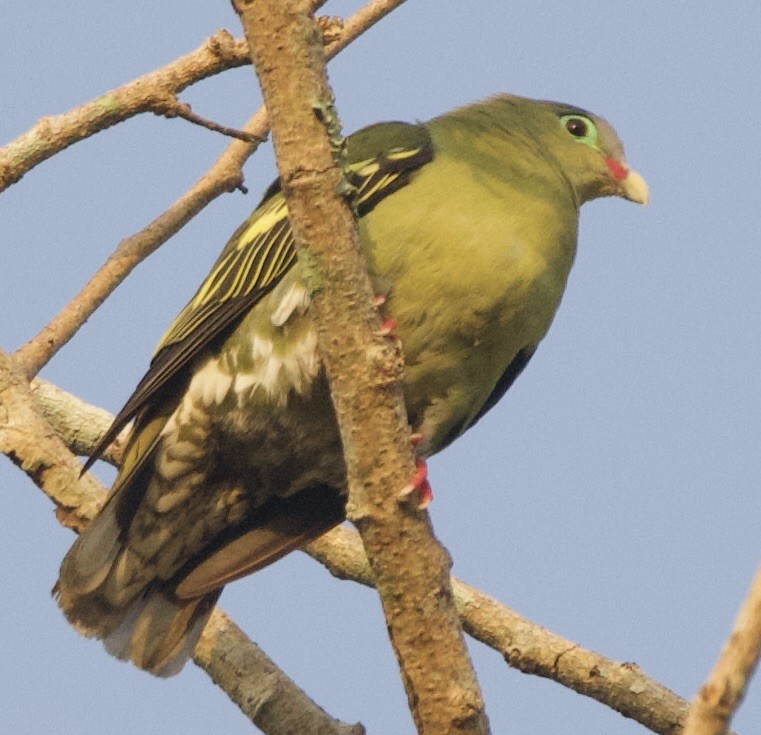 Thick-billed Green-Pigeon - Connie Lintz