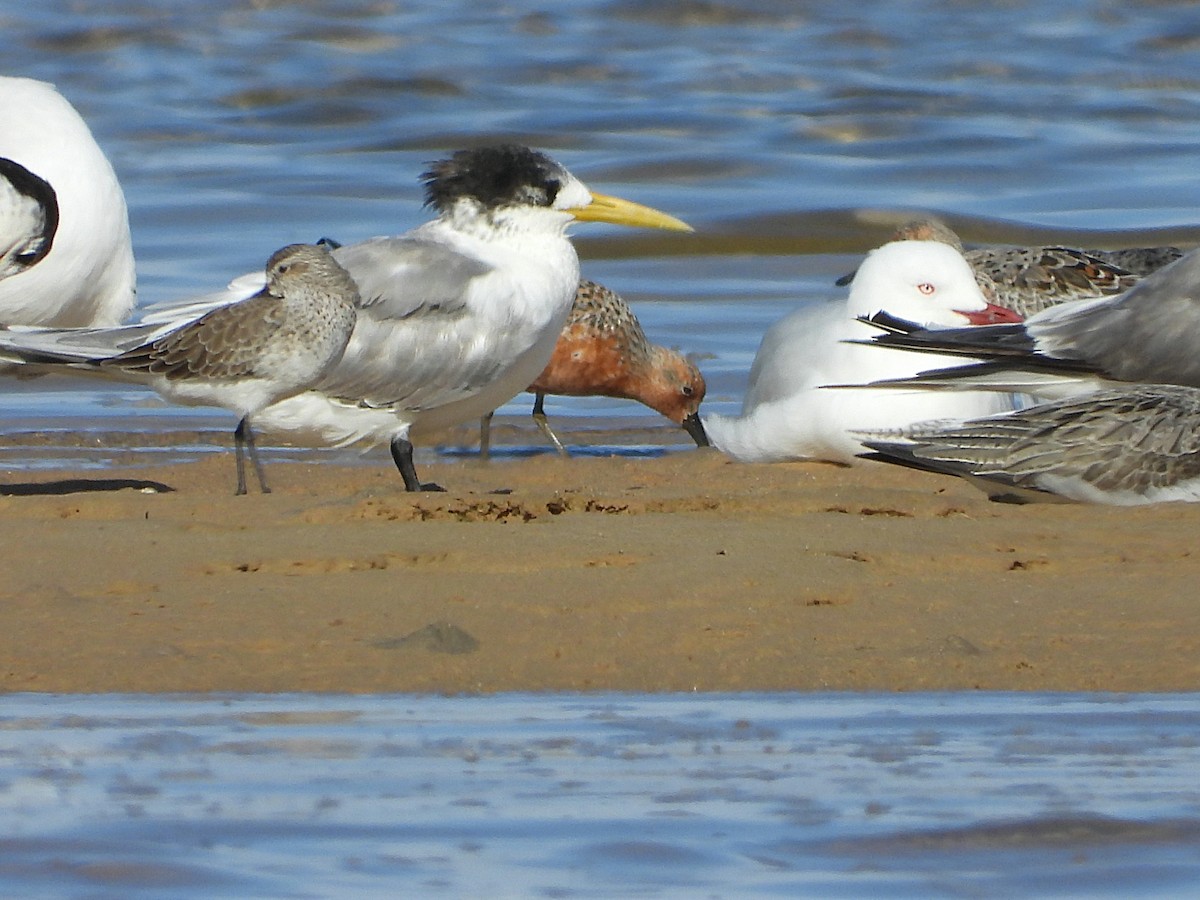 Great Crested Tern - ML616660752