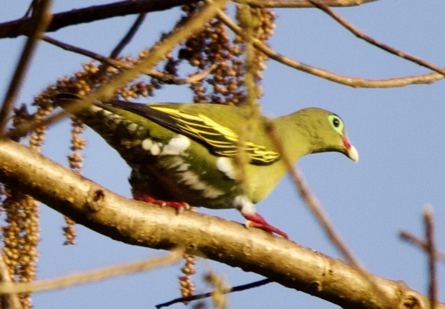 Thick-billed Green-Pigeon - ML616660780