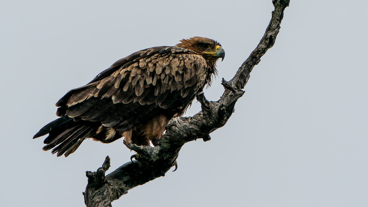 Tawny Eagle - ML616660790