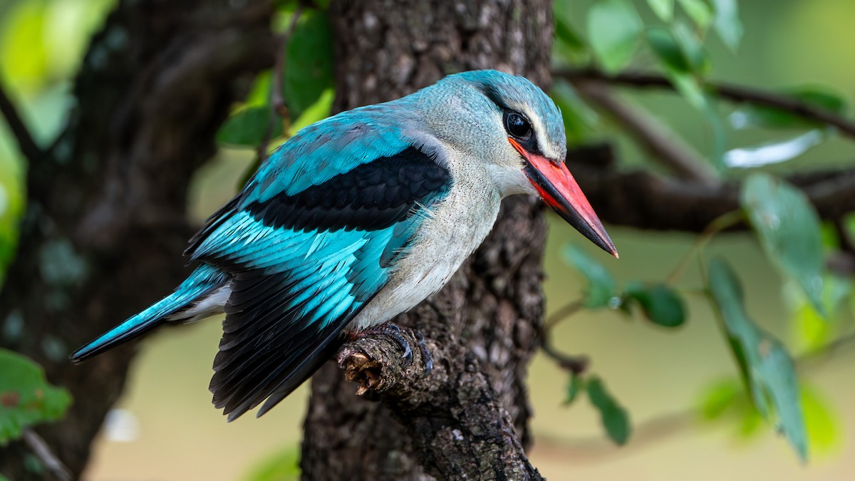 Woodland Kingfisher - ML616660794