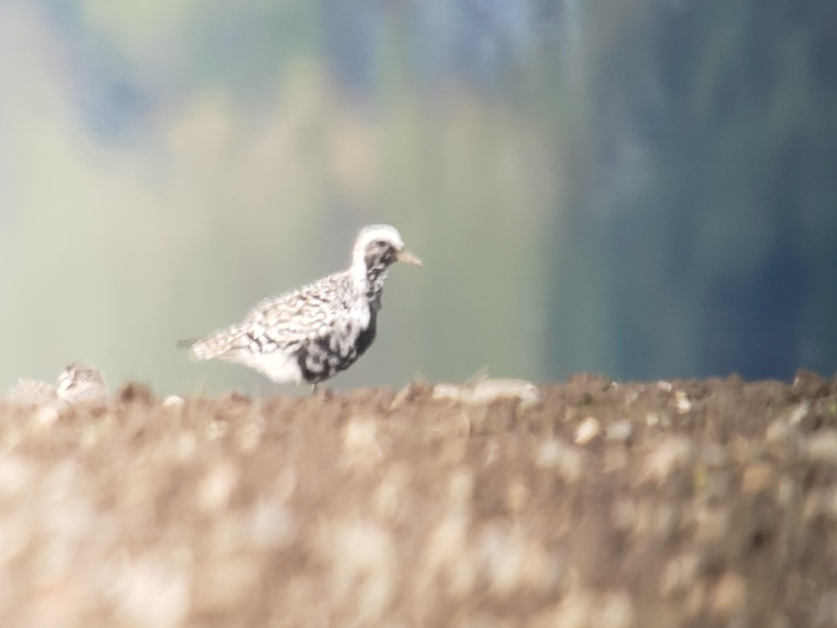 Black-bellied Plover - ML616660810