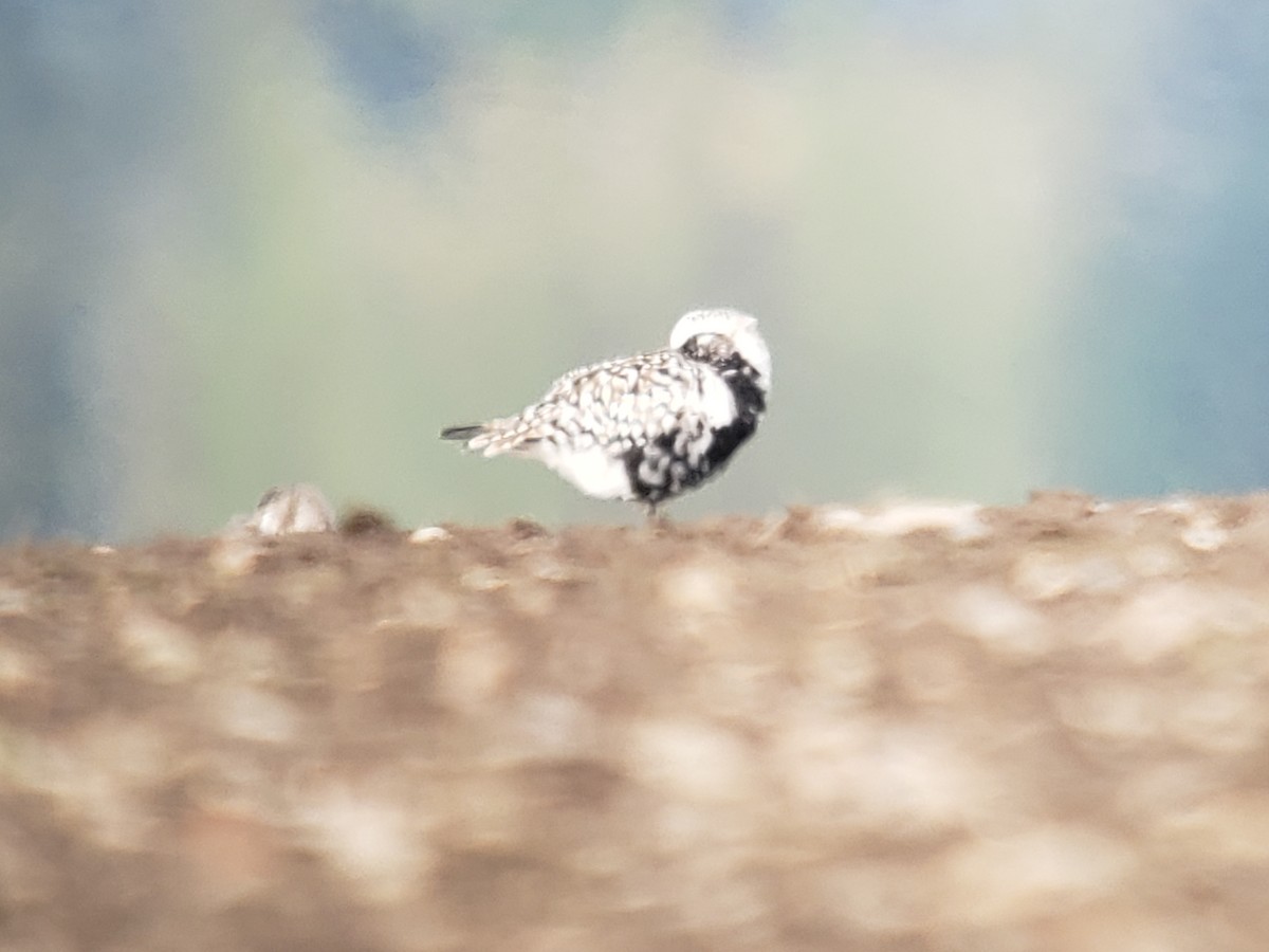 Black-bellied Plover - ML616660813