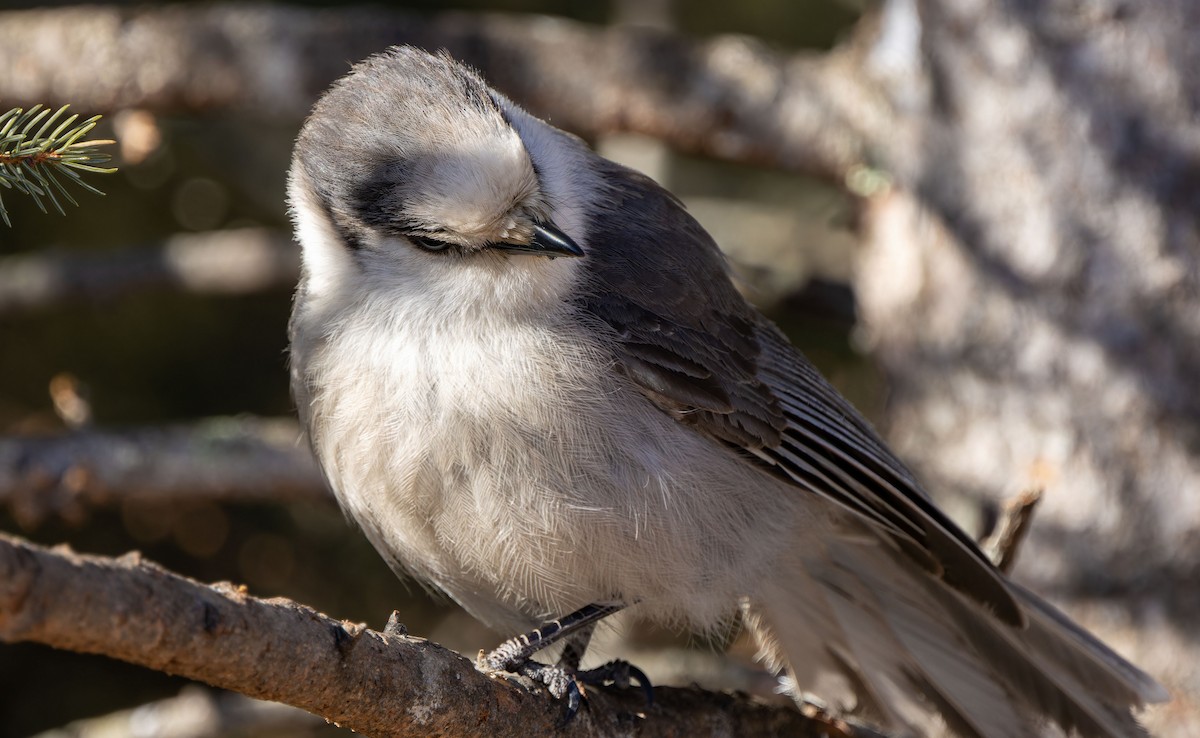 Canada Jay - ML616660814