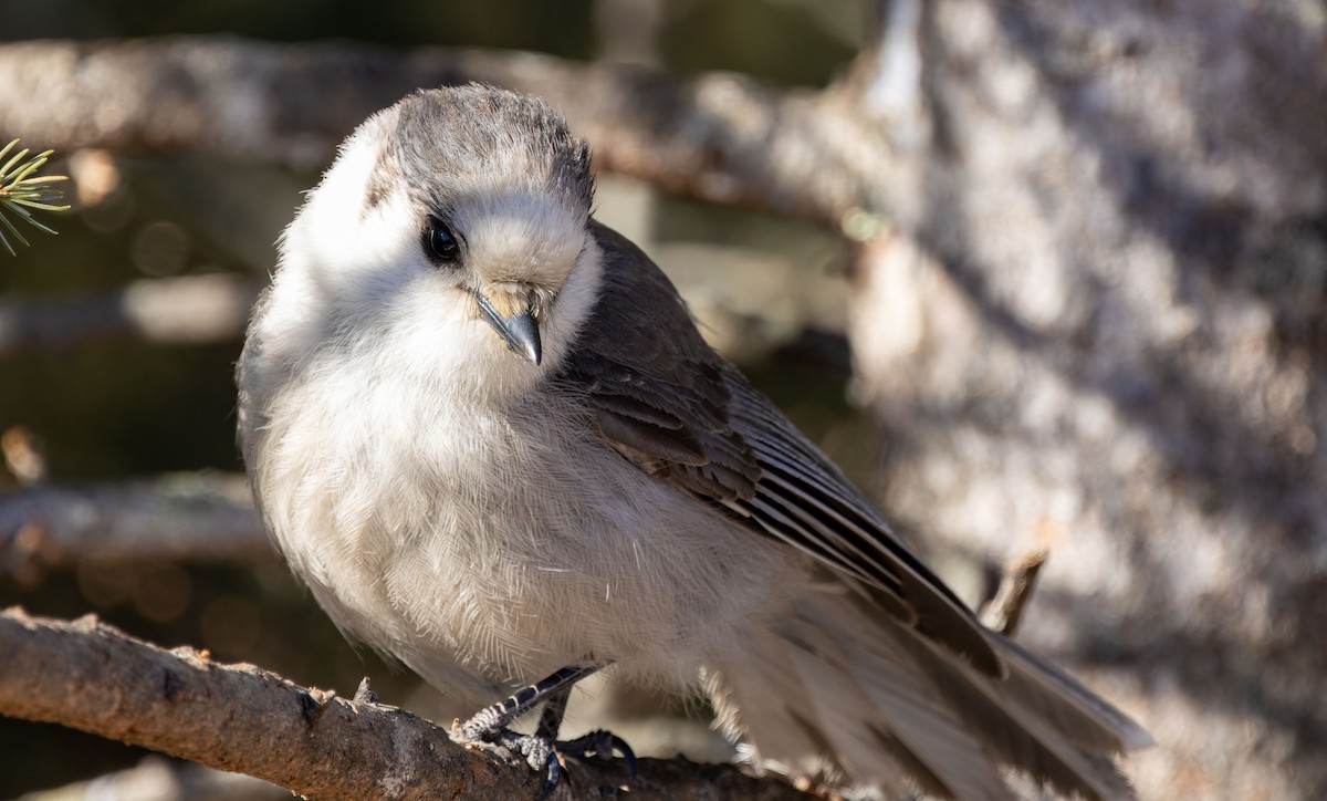 Canada Jay - ML616660815