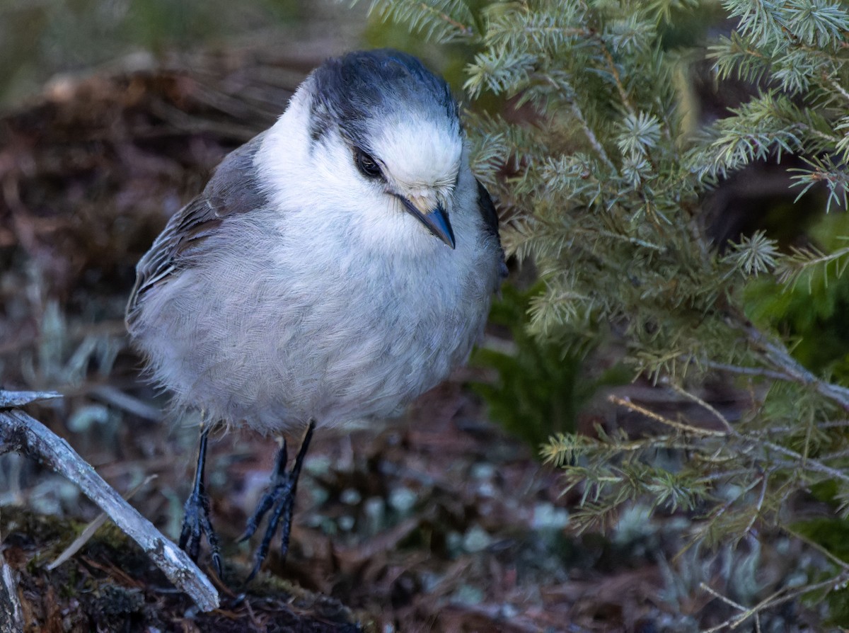 Canada Jay - ML616660817