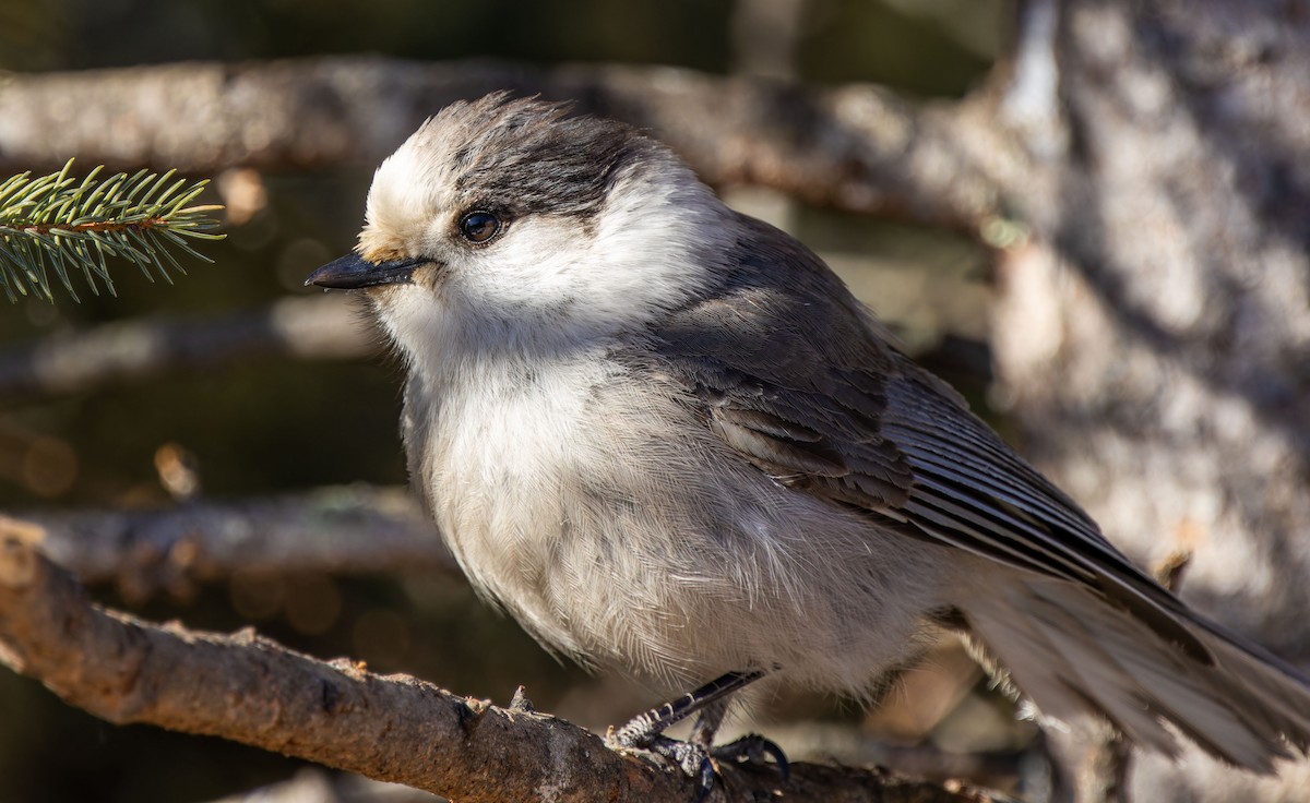 Canada Jay - ML616660819