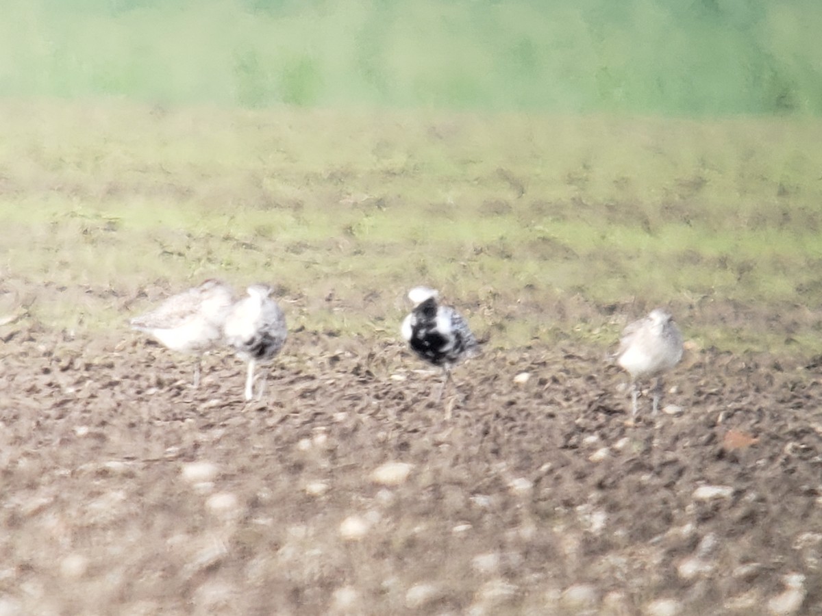 Black-bellied Plover - ML616660826