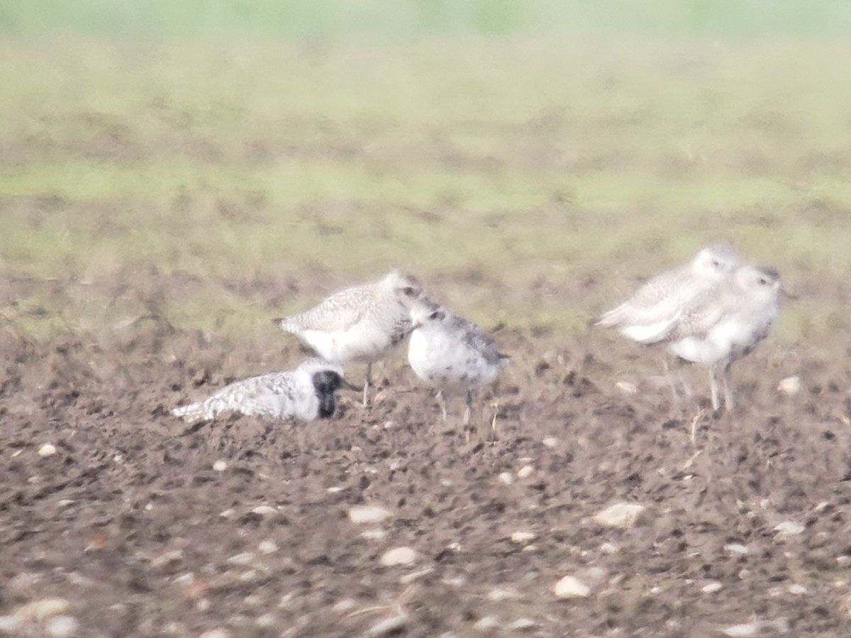 Black-bellied Plover - ML616660833