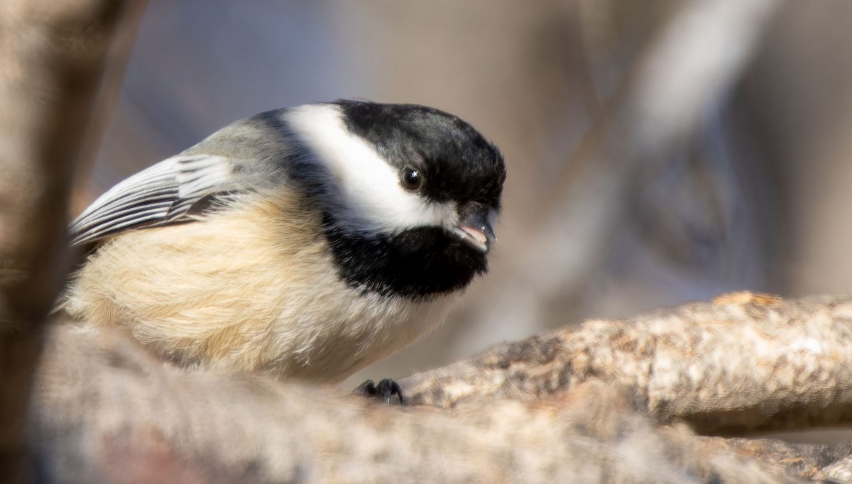 Black-capped Chickadee - Tara Plum