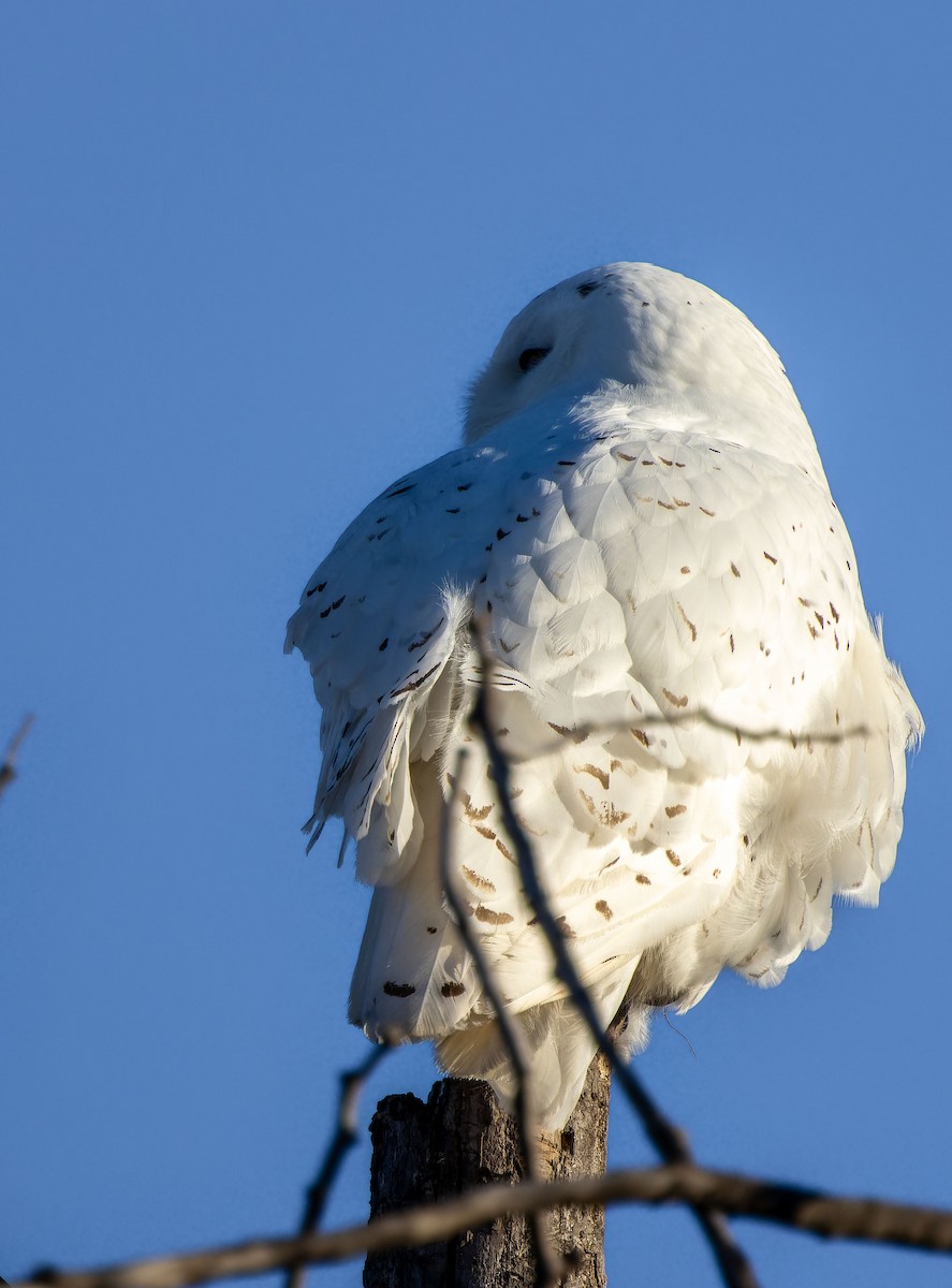 Snowy Owl - ML616660890